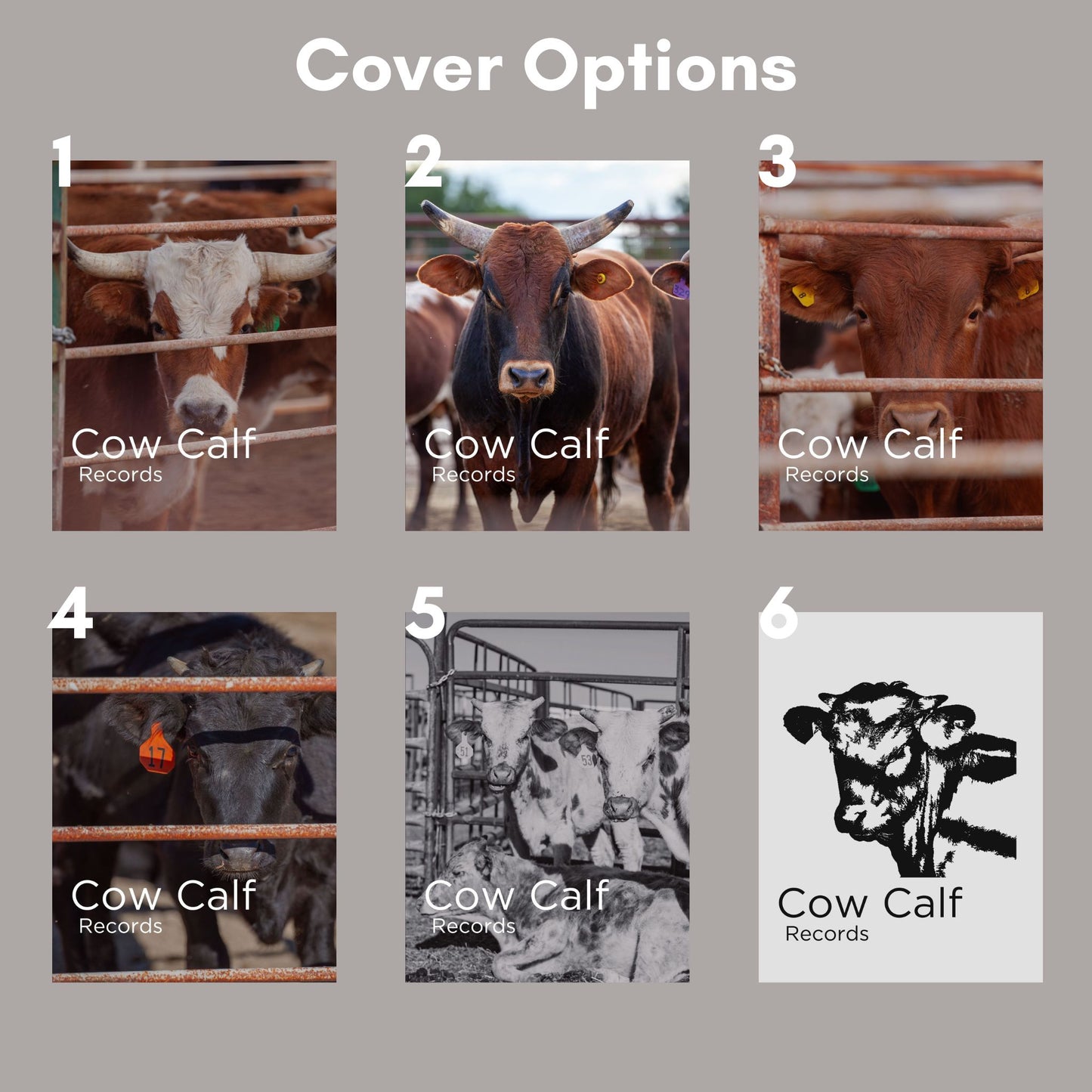Cow Calf Records Book